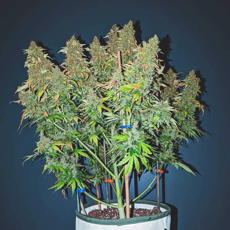 Auto Sweet Bourbon Kush von Dutch Passion