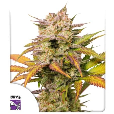 Auto Sweet Bourbon Kush von Dutch Passion