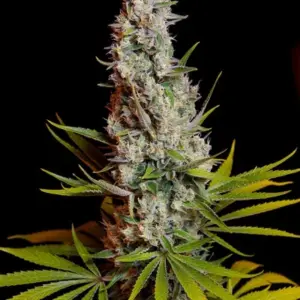 Sweet Cheese von Sweet Seeds