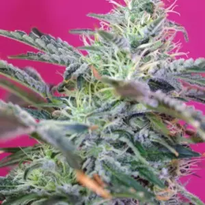 Sweet Cheese Auto von Sweet Seeds