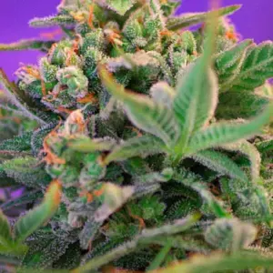 Sweet Cheese F1 Fast Version von Sweet Seeds