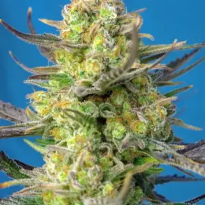 Sweet Cheese XL Auto von Sweet Seeds