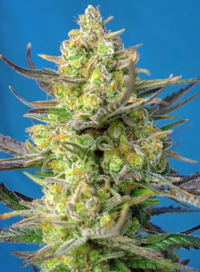 Sweet Cheese XL Auto von Sweet Seeds