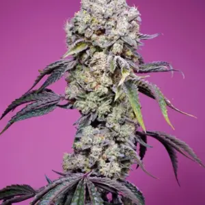 Sweet Mandarine Z F1 Fast Version von Sweet Seeds