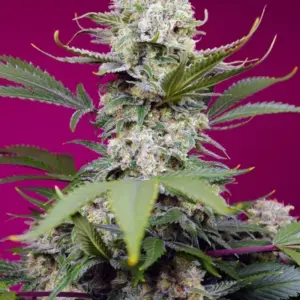 Sweet Mandarine Z XL Auto von Sweet Seeds