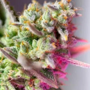 Sweet Mimosa XL Auto von Sweet Seeds