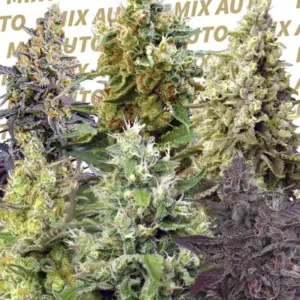 Sweet Mix Auto von Sweet Seeds