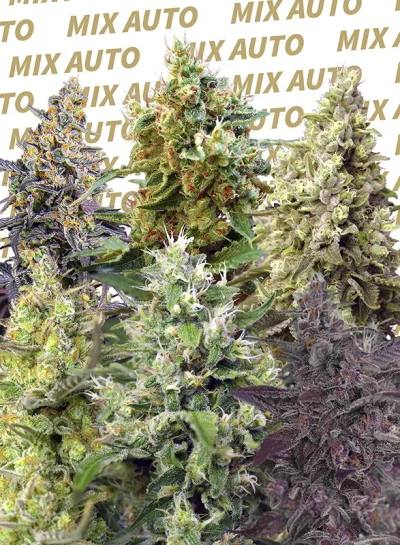 Sweet Mix Auto von Sweet Seeds