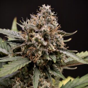 sweet 'n' sour 3+2er – mephisto genetics (autoflower samen)