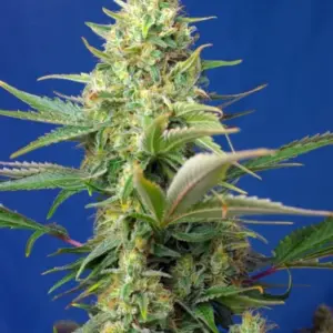 Sweet Pure Auto CBD von Sweet Seeds