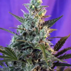 Sweet Skunk Auto von Sweet Seeds
