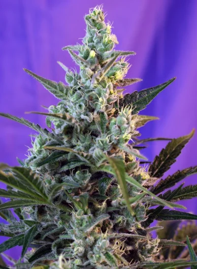 Sweet Skunk Auto von Sweet Seeds