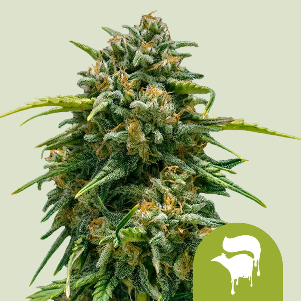 Sweet Skunk Automatic von Royal Queen Seeds
