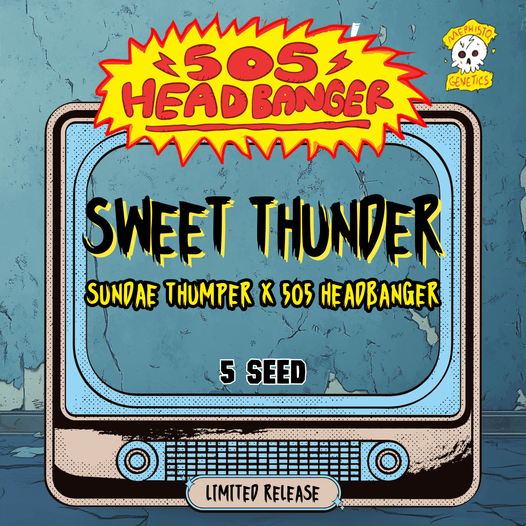 sweet thunder 5+1er – mephisto genetics (autoflower samen)