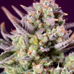 Sweet Z XL Auto von Sweet Seeds