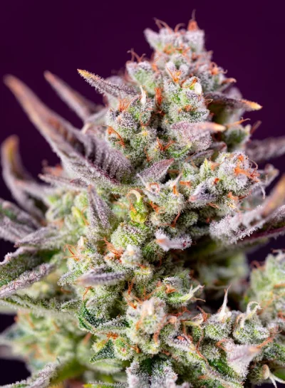 Sweet Z XL Auto von Sweet Seeds