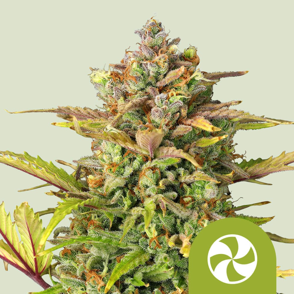 Sweet ZZ Automatic von Royal Queen Seeds