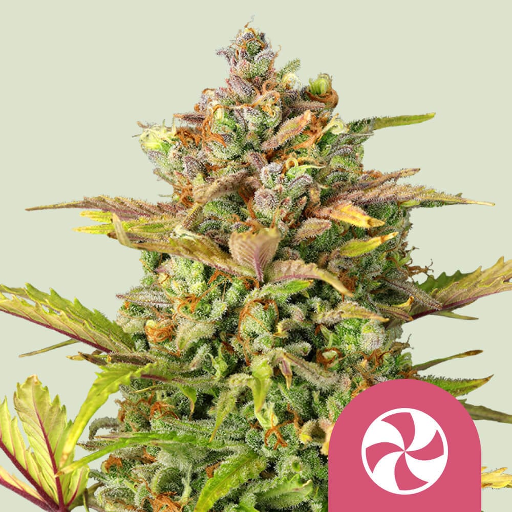 Sweet ZZ von Royal Queen Seeds