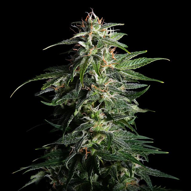 Swiss Dream Auto CBD von Kannabia Seed Company