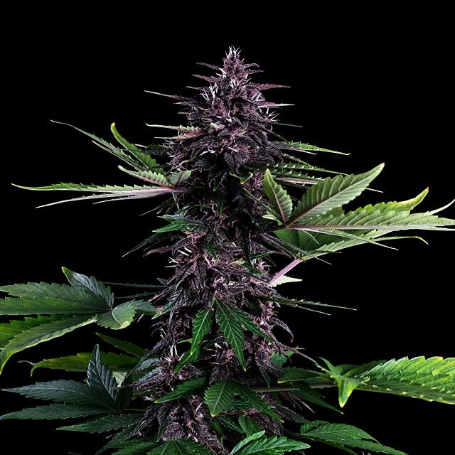 Swiss Dream Rose Auto CBD von Kannabia Seed Company