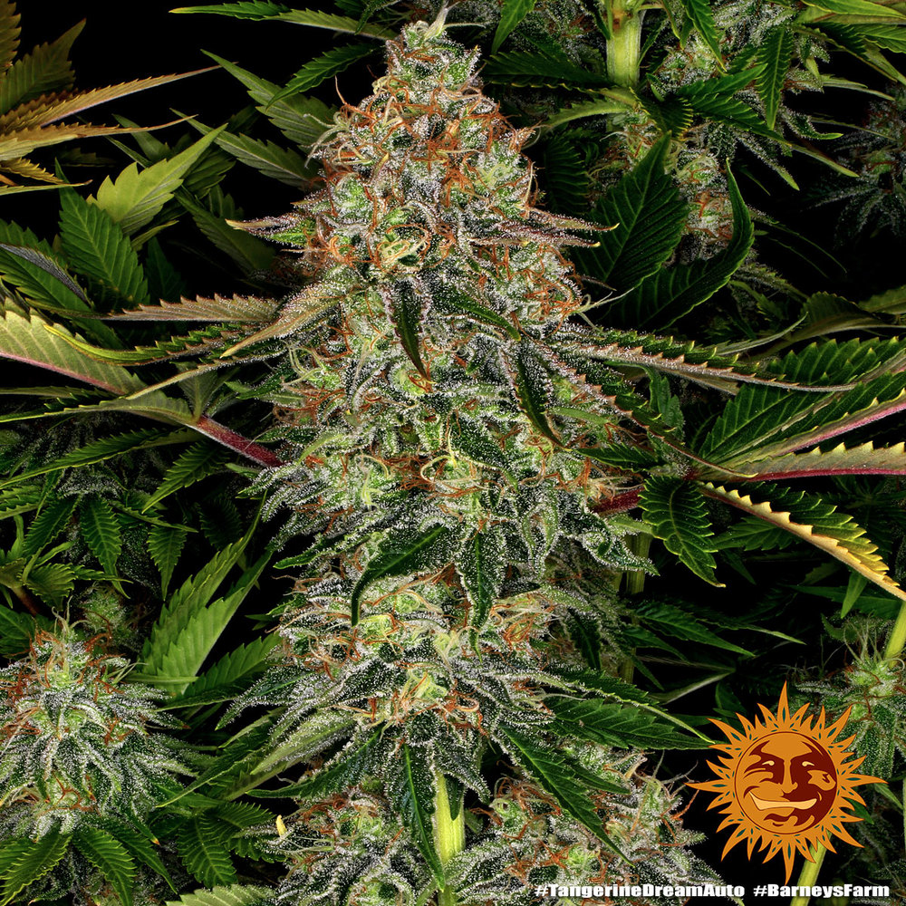 Tangerine Dream Auto Barney’s Farm