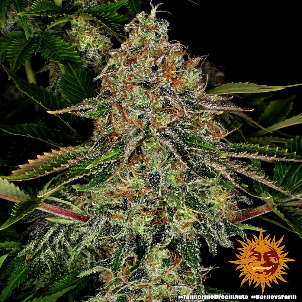 Tangerine Dream Auto Barney’s Farm