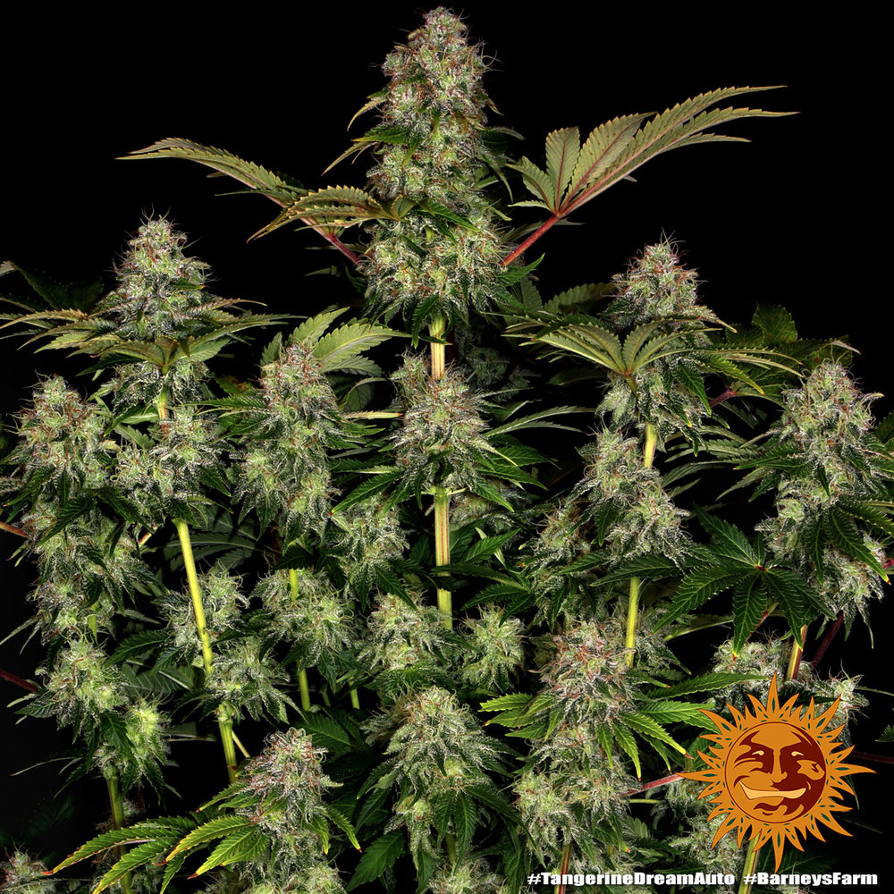 Tangerine Dream Auto Barney’s Farm