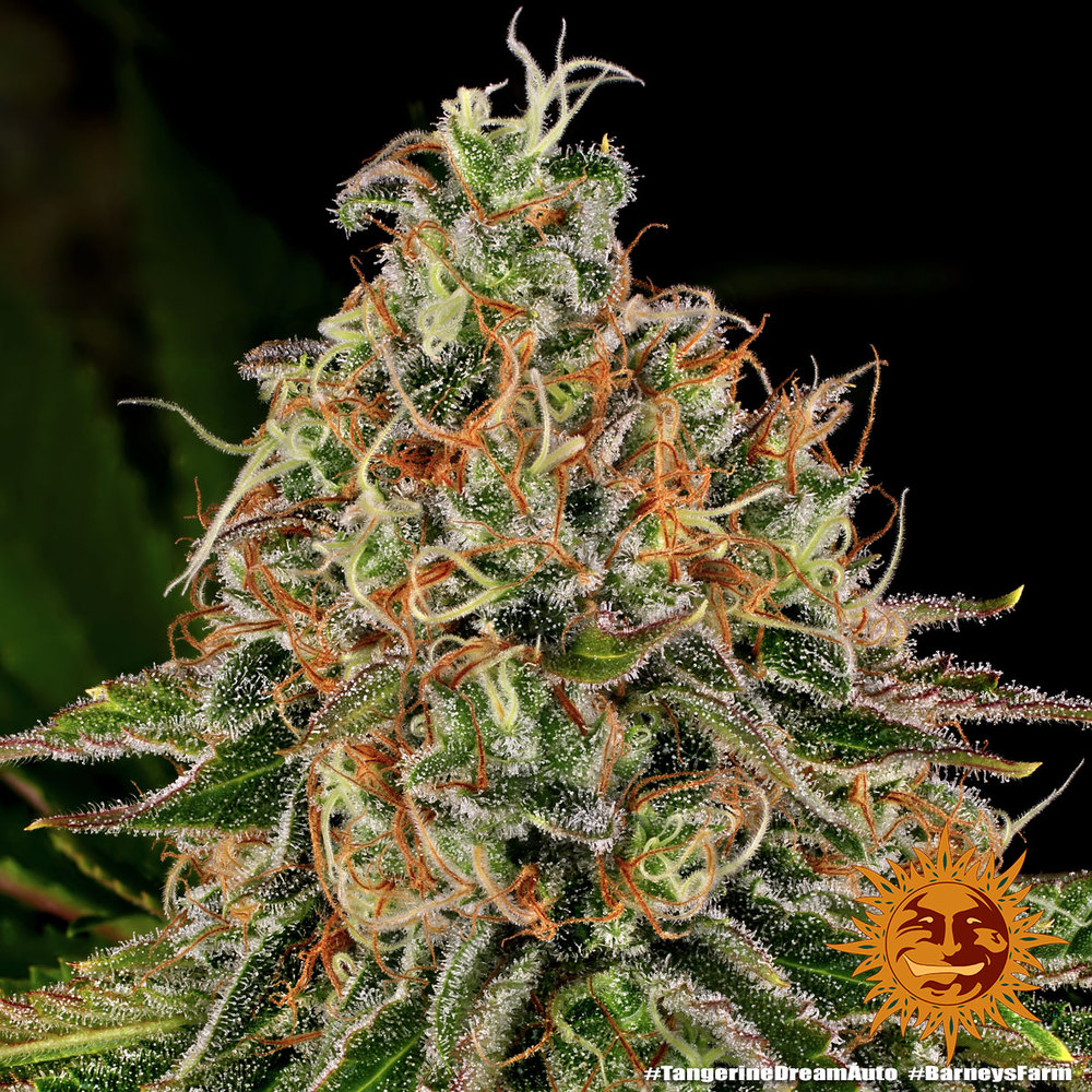 Tangerine Dream Auto Barney’s Farm