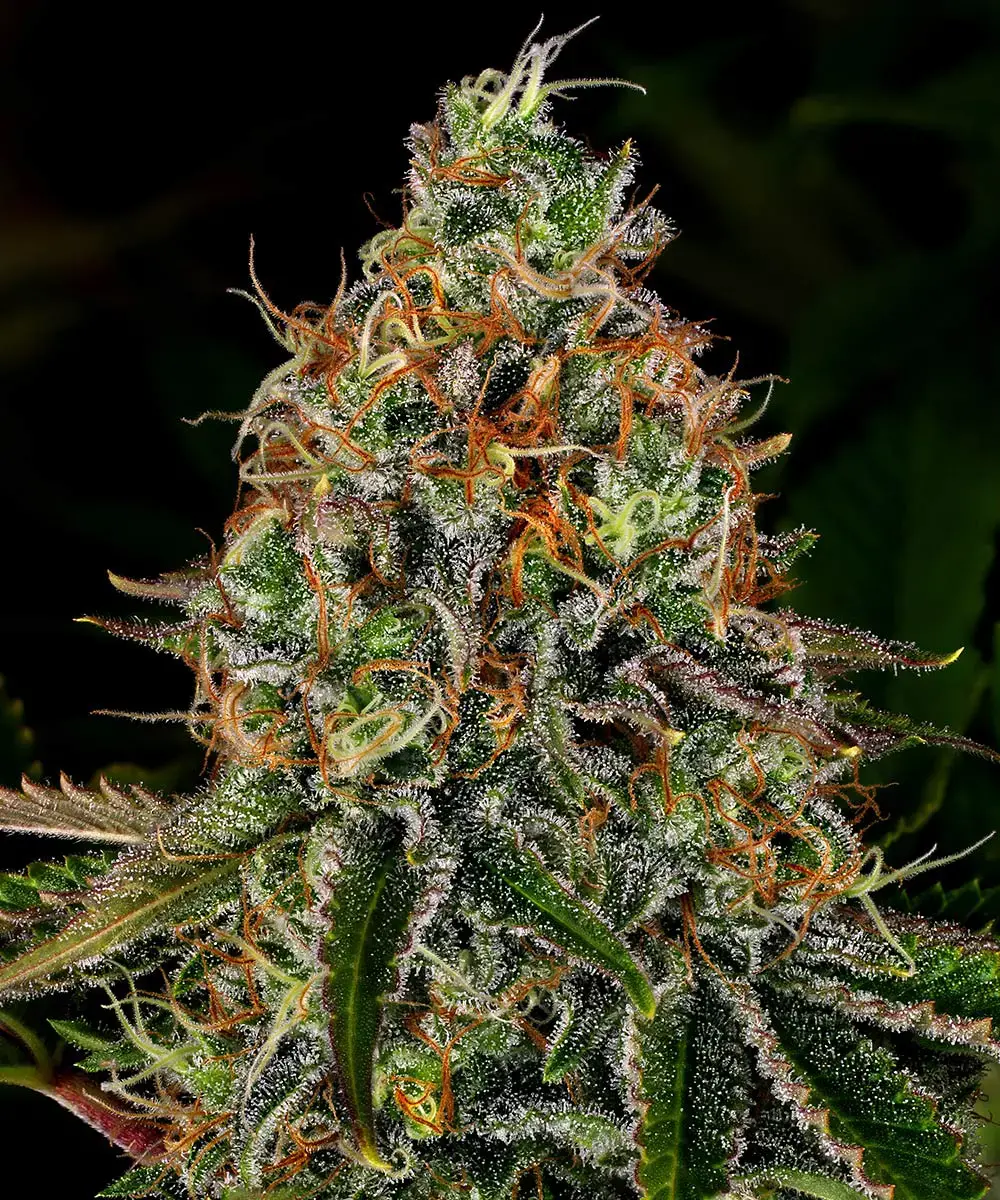 Tangerine Dream Auto Barney's Farm
