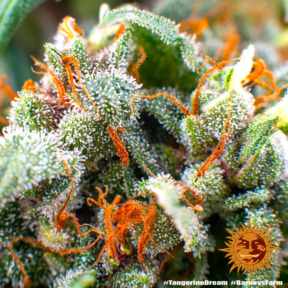 Tangerine Dream Barney's Farm