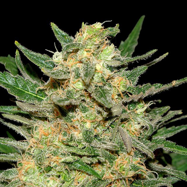 Thai Fantasy von Kannabia Seed Company