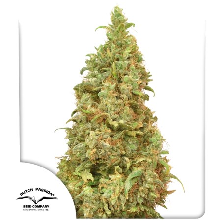 THC-Victory von Dutch Passion
