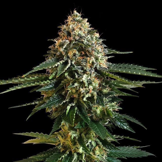 THCV von Kannabia Seed Company