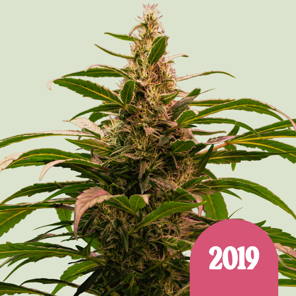 The 2019 von Royal Queen Seeds