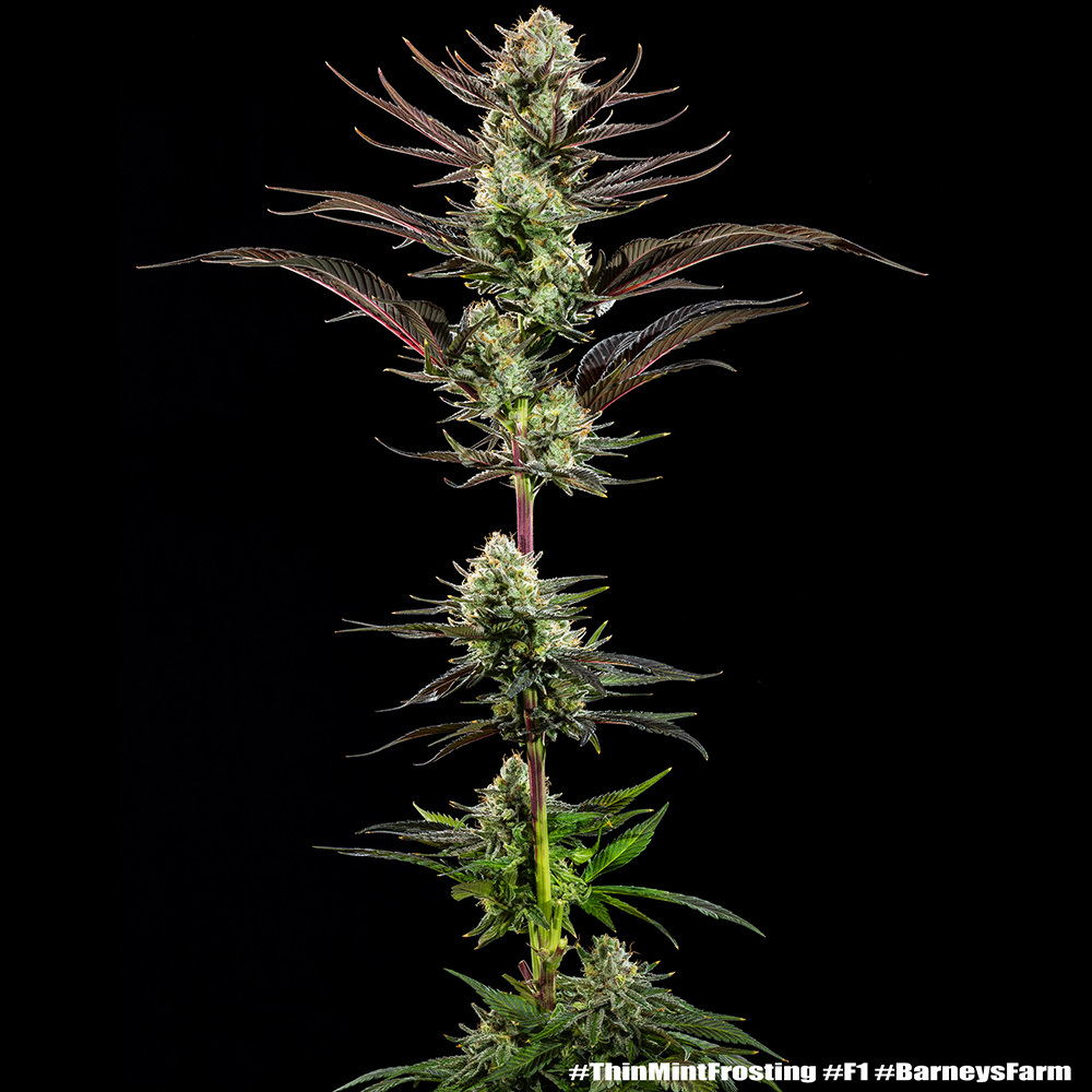 thin mint frosting 25er – barney’s farm (feminisierte samen)