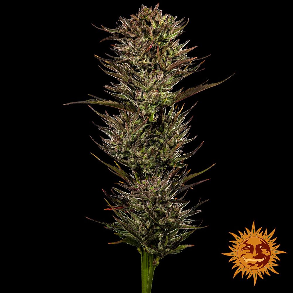 Thin Mint x Sour Pinot Auto Barney’s Farm