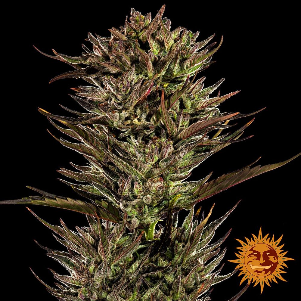 Thin Mint x Sour Pinot Auto Barney’s Farm