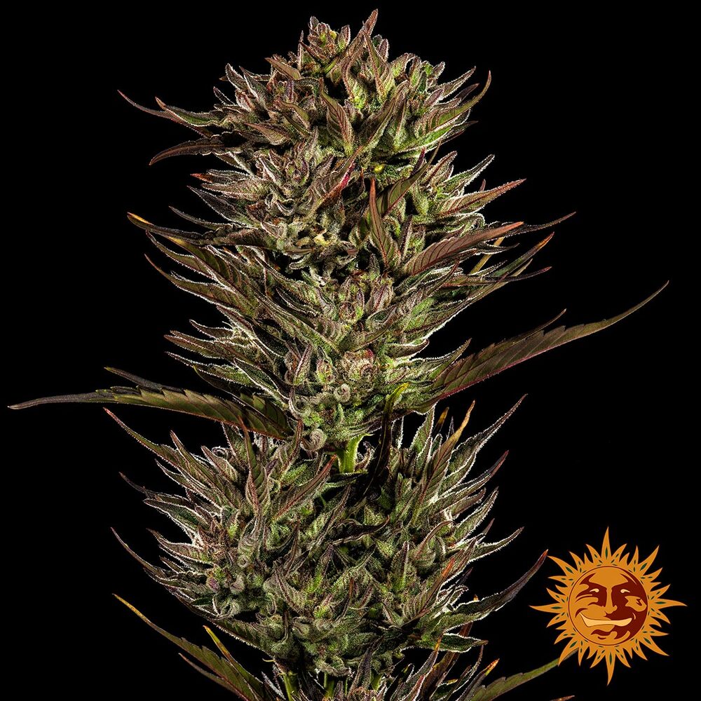 Thin Mint x Sour Pinot Auto Barney’s Farm