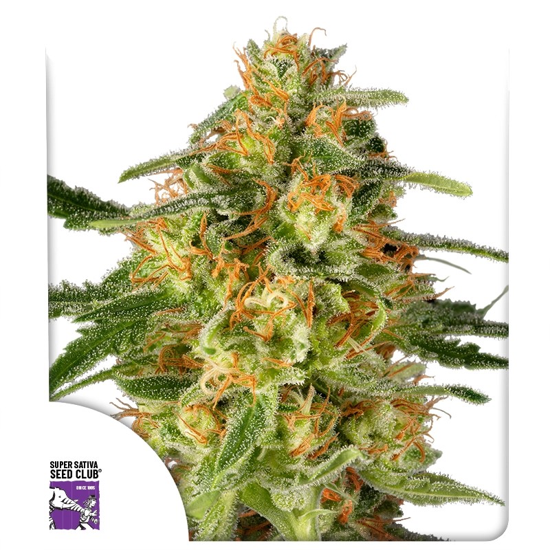 TnT Trichome 3 St. Super Sativa Seed Club