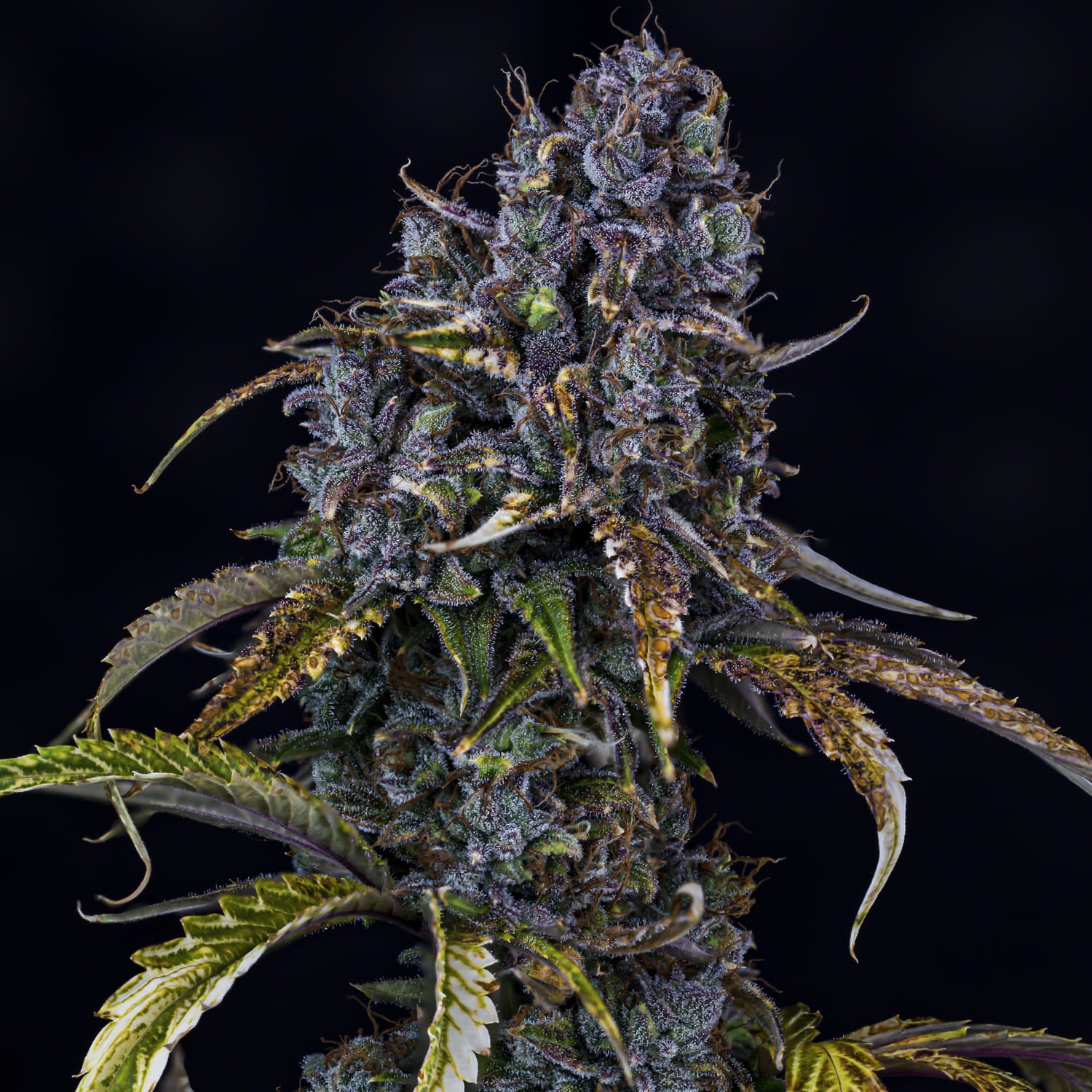 toof decay 3+2er – mephisto genetics (autoflower samen)