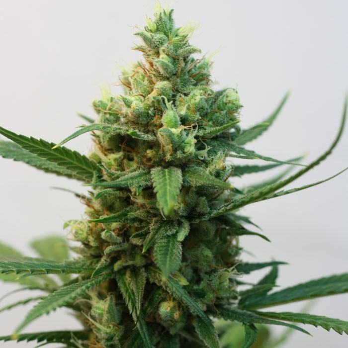 Toxic von Ripper Seeds