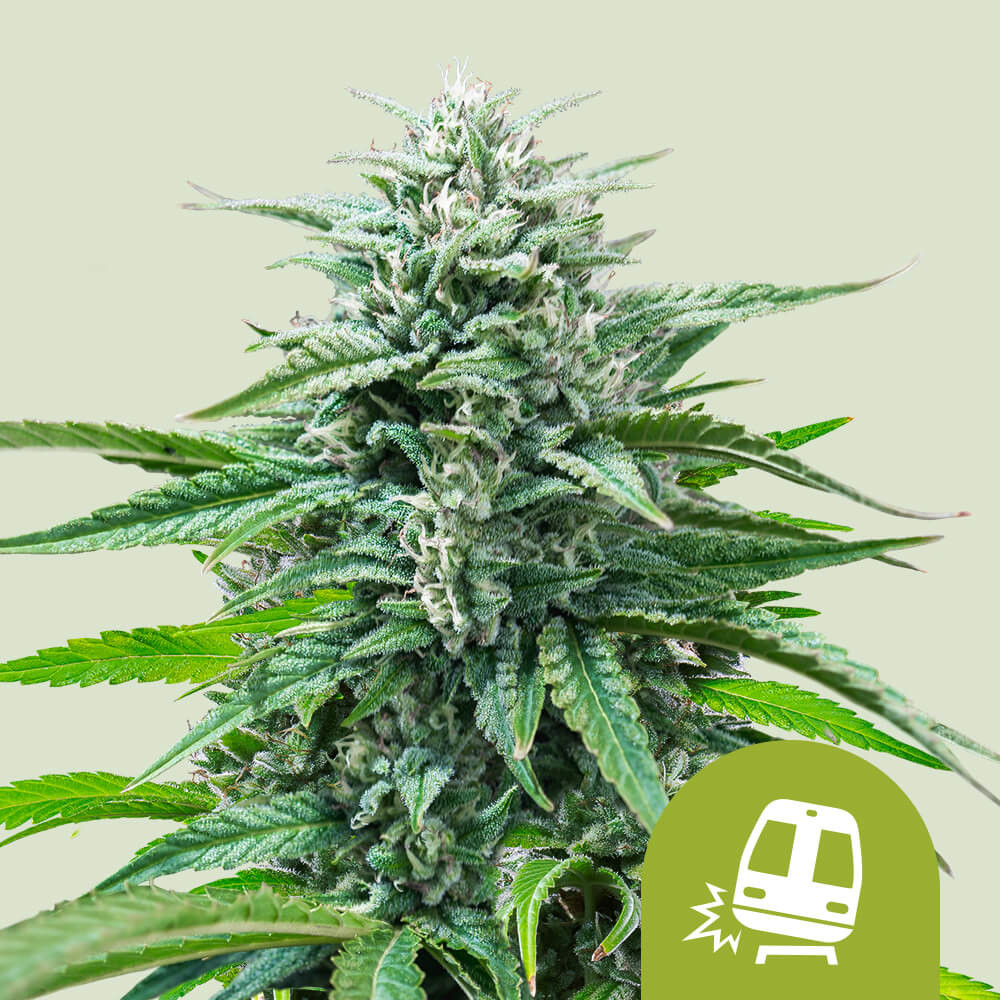 Trainwreck Auto von Royal Queen Seeds