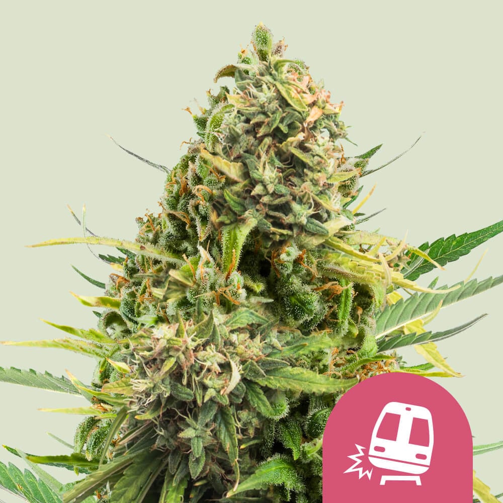 Trainwreck von Royal Queen Seeds