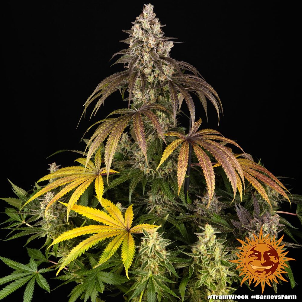 Trainwreck Barney’s Farm
