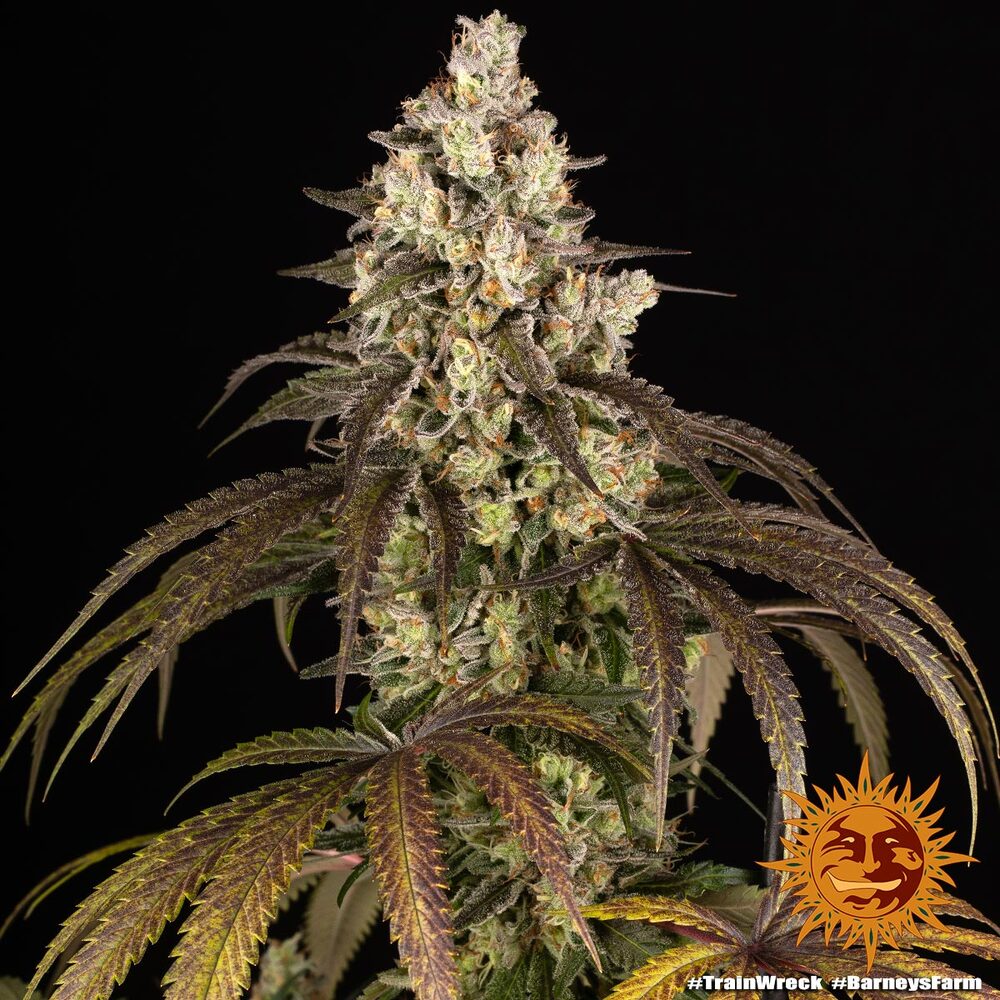 Trainwreck Barney’s Farm
