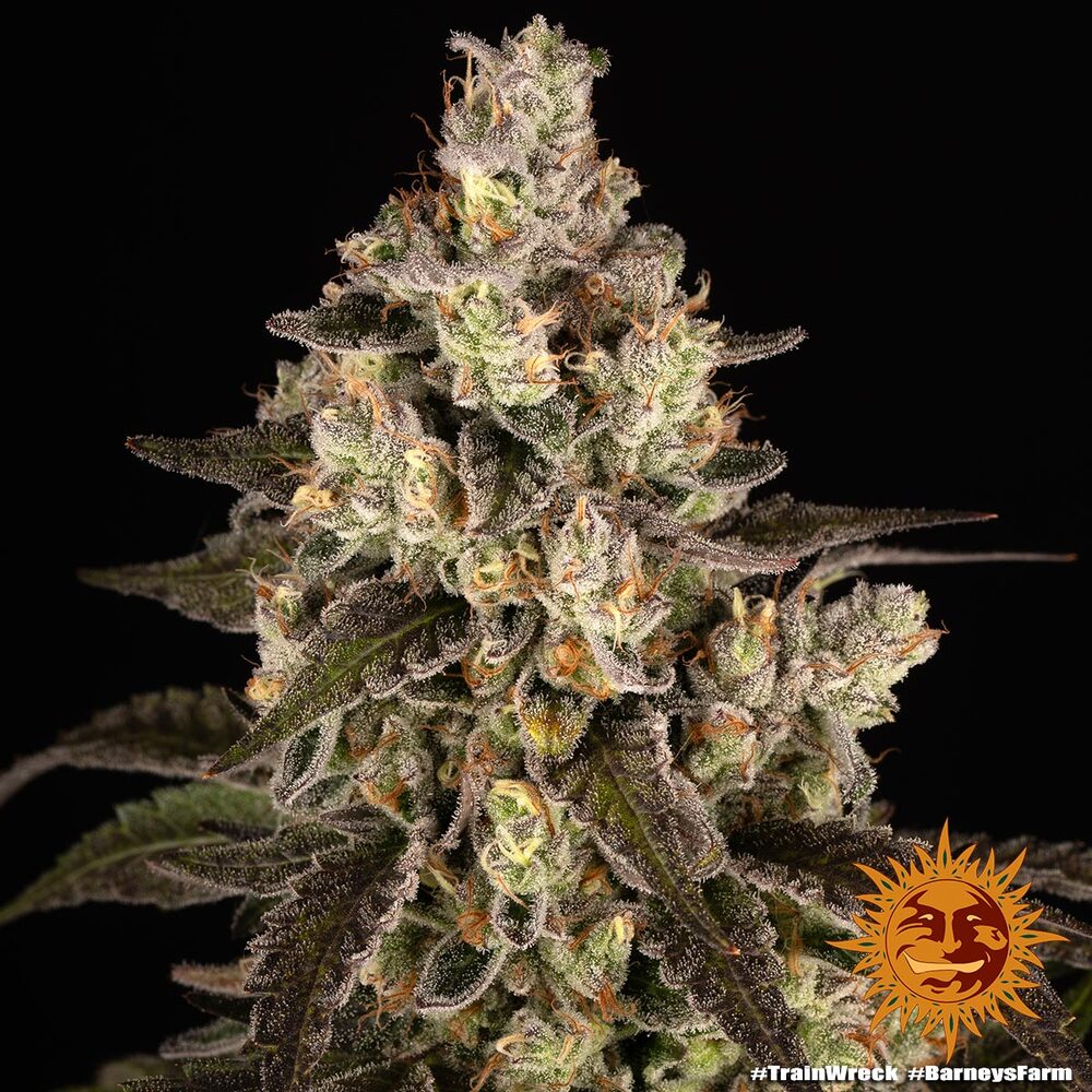 Trainwreck Barney’s Farm