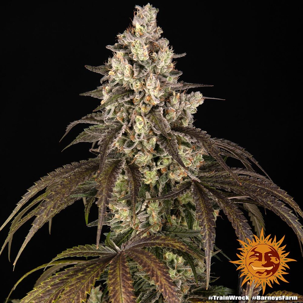 Trainwreck Barney’s Farm