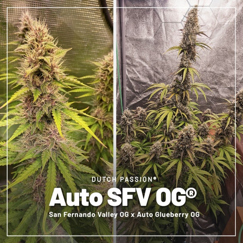 Trial Pack Autoflower von Dutch Passion