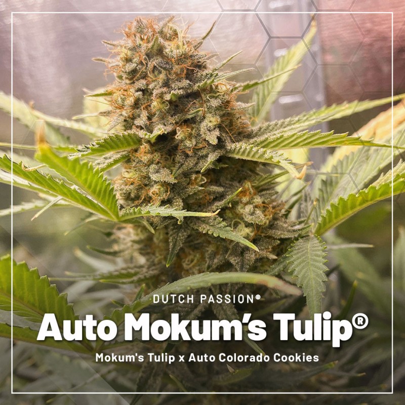 Trial Pack Autoflower von Dutch Passion