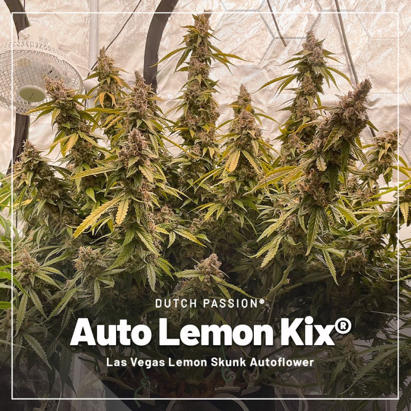Trial Pack Autoflower von Dutch Passion